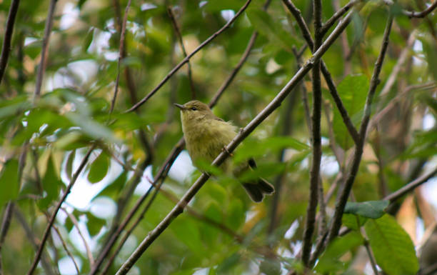 istock Yellow songbird 1644472620