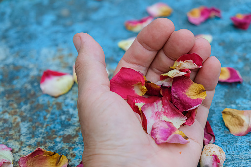 Rose's petals in a woman's hand.