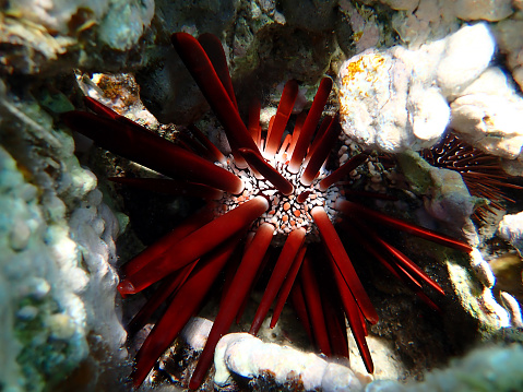 Heterocentrotus mamillatus, commonly known as the slate pencil urchin, red slate pencil urchin, or red pencil urchin, is a species of tropical sea urchin from the Indo-Pacific region