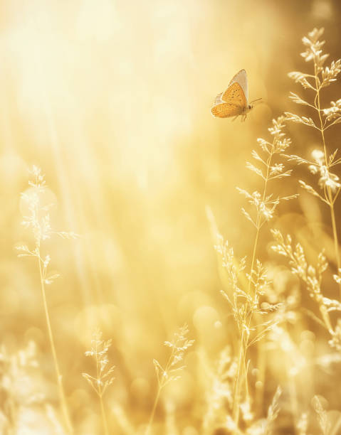 istock Art blurred background sunny autumn nature landscape 1644486533