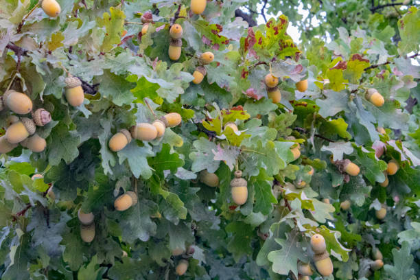 istock oak acorns seeds and leaves 1644487133