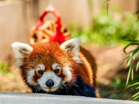 Gaze locked in curiosity, the red panda's arresting stare captivates.