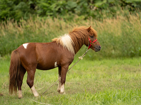 A brown Hokkaido Pony standing in a green grass field