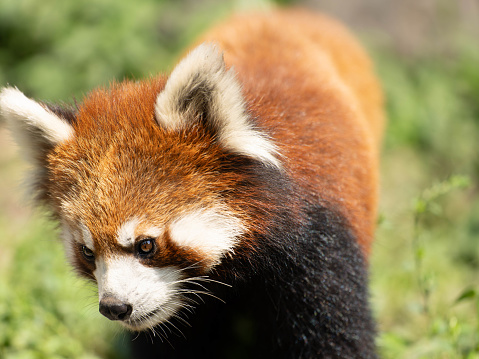 , a red panda stands poised. Its russet fur catches light, revealing a silhouette against the backdrop. , capturing the essence of untamed wilderness.