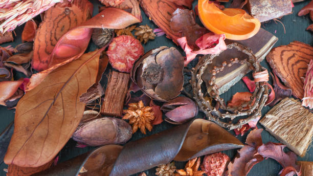 istock image of a background with dry colored leaves 1644488157