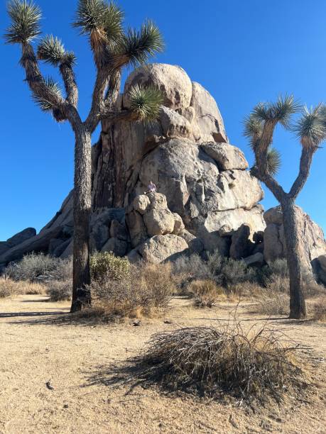 istock Joshua Trees with a Formation of Limestone 1644488249