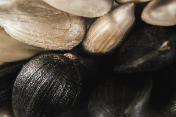 istock Sunflower seeds in  macro 1644489191