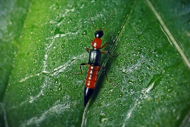 Paederus littoralis Rove Beetle Insect. Digitally Enhanced Photograph.