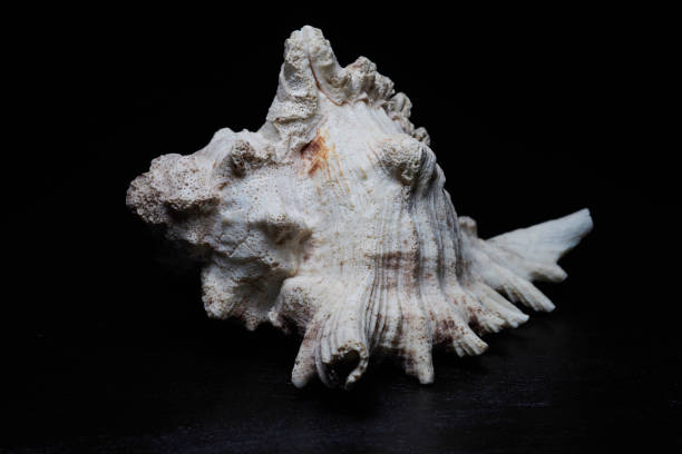 istock Close-up of a spiny mussel 1644504044