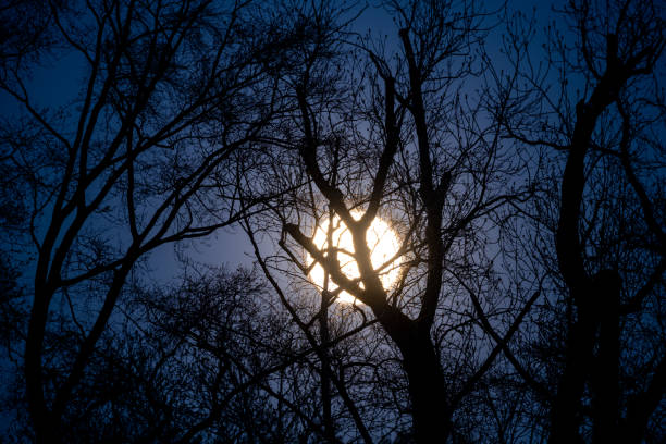 The full moon shines through a treetop