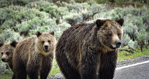 istock Bears Crossing the Road 1644516693