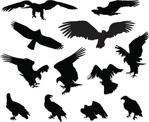 Eagles Hunting eagle detailed vector silhouettes set hawk bird stock illustrations