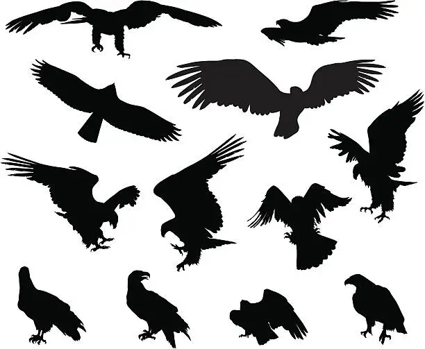 Vector illustration of Eagles