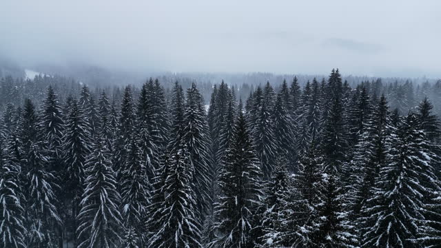 AERIAL shot of idyllic snow covered treetops in forest during winter