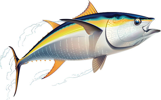 желтопёрый тунец - tuna stock illustrations