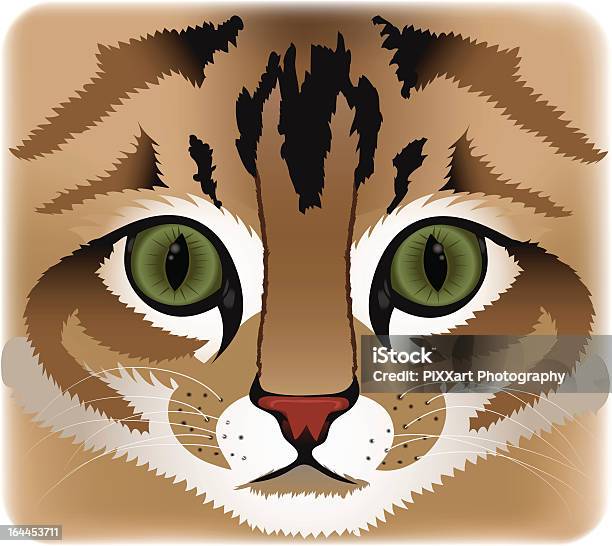 Close Up Of Cat Face Stock Illustration - Download Image Now - Animal, Animal Body Part, Animal Hair