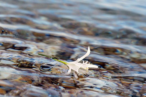 White flower in the sea