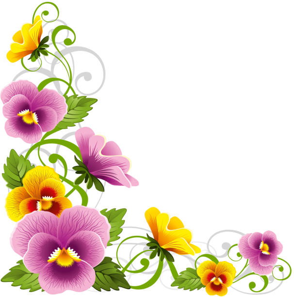 Pansy Gentle floral design element with pansy pansy stock illustrations