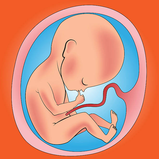 Womb Vector 2,000+ Inside Womb Illustrations, Royalty-Free Vector Graphics & Clip ...