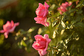Red roses on a green bush in a summer garden. Colorful flowers.