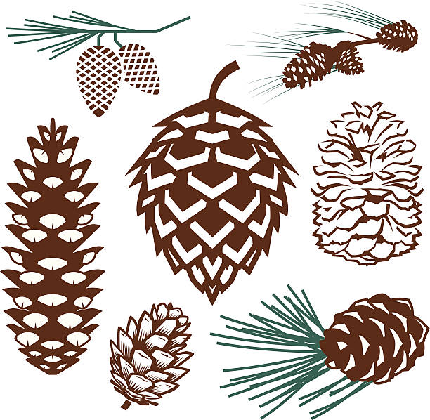 Design Elements - Pinecones Clip art collection of various pinecones pinecone stock illustrations