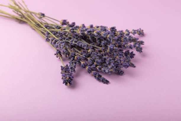 istock Lavender flowers on a pink background. Fragrant bouquet. Flat composition. Flatley. Place for text, Place for copy. MOCAP 1644545515