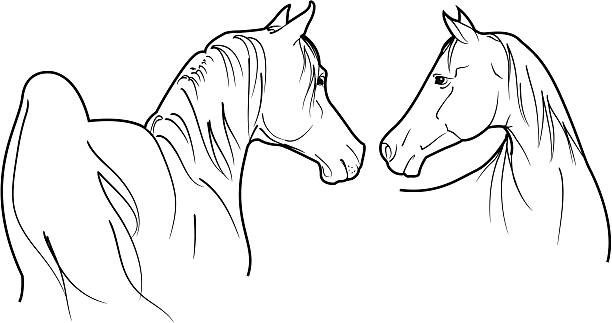 ベクトルのアラビアの馬 - arabian horse点のイラスト素材／クリップアート素材／マンガ素材／アイコン素材