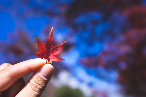 Holding the maple leaves in your hands and looking towards the sky for a beautiful photo.