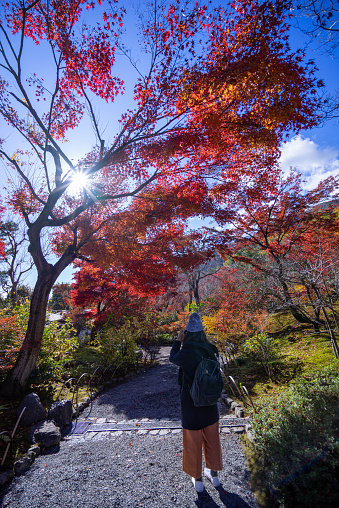 An Asian woman wearing a fur hat photographs beautiful multi-colored maple leaves in Arashiyama, Japan.