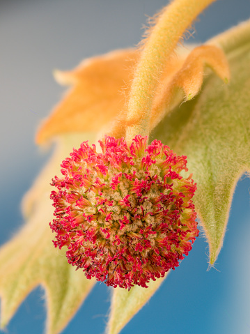 Rot blühender Blütenstand hängt an einem kleinen Zweig einer Platane (Platanus × hispanica).
