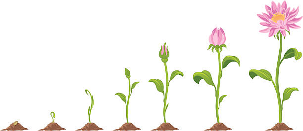 Flower Stage growth of flower on a white background blossom stock illustrations