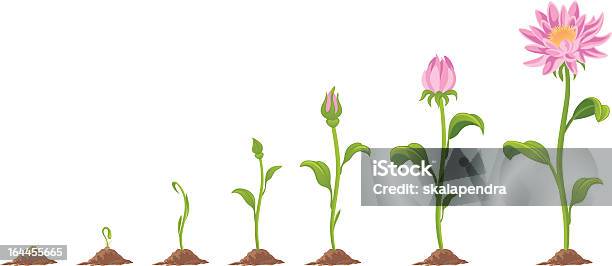 Flower Stock Illustration - Download Image Now - Flower, Growth, Seed