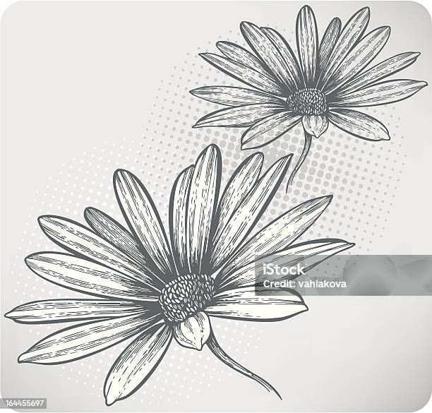 Desabrochando De Flores Margaridadocabo Mãodesenho Ilustração Vetorial - Arte vetorial de stock e mais imagens de Beleza