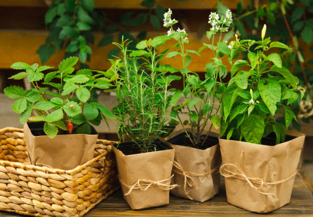 Potted fresh garden herbs.Rosemary, mint, pepper and strawberry in brown paper package.Spicy spice and herb seedling.Assorted fresh herbs in a pot.Home aromatic and culinary herbs.Copy space. hierbas frescas de jardín en maceta. paquete de romero, menta, pimienta y fresa en papel marrón. especias picantes y plántulas de hierbas. surtido de hierbas frescas en una olla. hierbas aromáticas y culinarias caseras. espacio de copia.