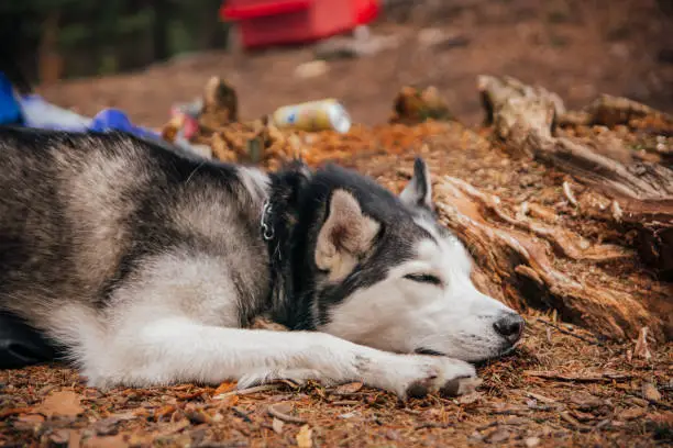 Photo of Napping Siberian Husky