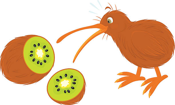 Kiwi Vector clip-art illustration of a kiwi bird and kiwi fruit kiwi bird stock illustrations