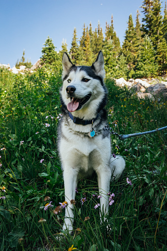 Mountain hiking with a husky dog