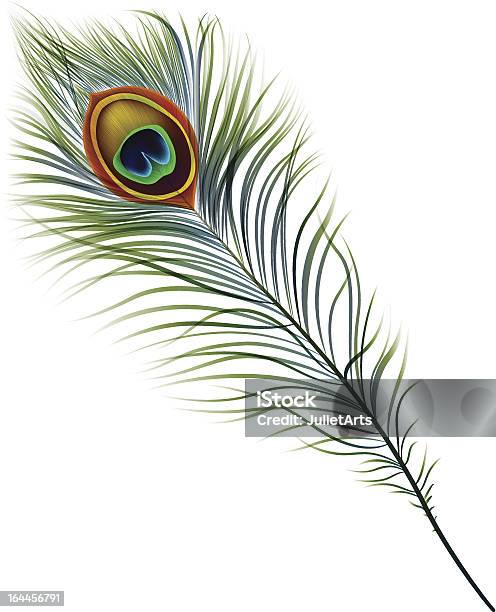 Peacock Feather Stock Illustration - Download Image Now - Peacock Feather, Peacock, Vector