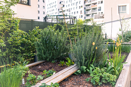 Urban vegetable and herb garden in a modern residential neighbourhood on sunny spring/summer day