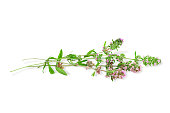 Blossoming thyme sprigs isolated on a white background. Fragrant blooming herb mother-of-thyme leaves with lilac flowers. Herbal medicine, fragrant spice, culinary ingredient.