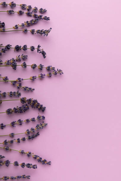 istock Lavender flowers on a pink background. Fragrant bouquet. Flat composition. Flatley. Place for text, Place for copy. MOCAP 1644571917