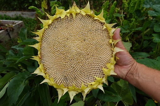 harvest giant sunflower in the backyard garden. wreath of dried sunflower seeds. mamut sunflower