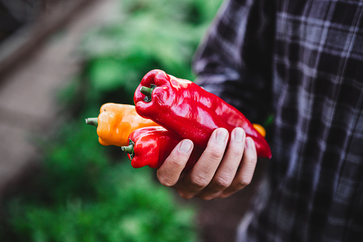 Man farmer with red and yellow pepper in his hands. Close-up of a male hand holding freshly harvested peppers in hands at vegetable garden.