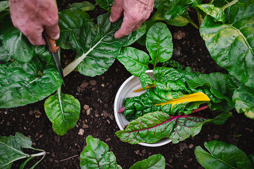 Close-up of hands picking fresh chard leaves in a vegetable garden. Farmer hand harvesting homegrown leafy vegetable in the farm.