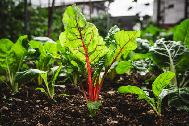 Swiss chard crop in the vegetable garden stock photo