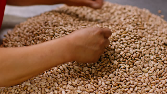Restaurant Worker Sifting Through Pinto Beans Inside Kitchen