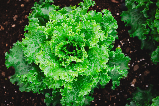 Top view of a lettuce growing on a farm. Green lettuce plant grow in vegetable garden.