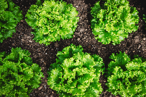 Green lettuce crops at the vegetable garden. Lettuce plants grow in home garden.