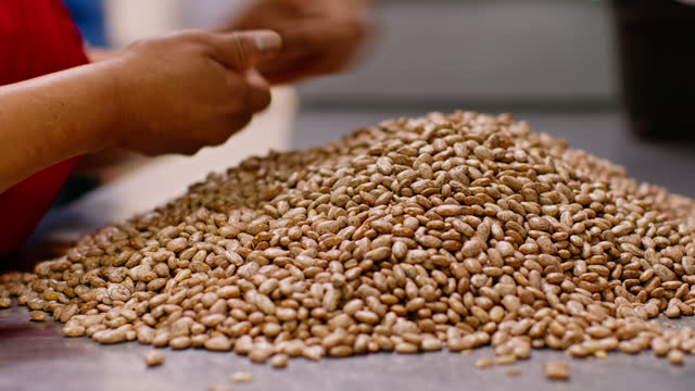 Close Up of Restaurant Worker Sifting Through Pinto Beans Inside Kitchen
