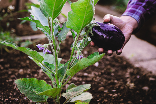 Close-up of a hand picking a fresh aubergine from the plant in a vegetable garden. Farmer hand harvesting eggplant in farm.